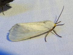 Pygarctia flavidorsalis