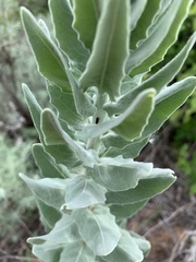 Dimorphocarpa candicans