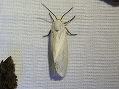 Pygarctia flavidorsalis