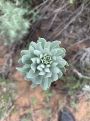 Dimorphocarpa candicans