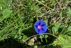 Ipomoea purpurea