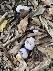 Agaricales