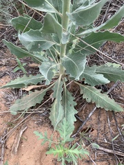 Dimorphocarpa candicans