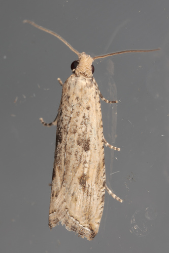 Javelin Moth photo 6