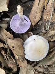 Agaricales