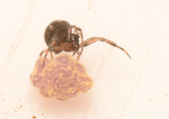 Mysmenidae
