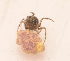 Mysmenidae