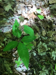 Asclepias quadrifolia