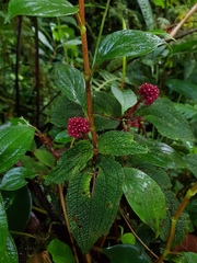 Miconia reflexa
