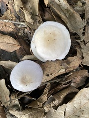 Agaricales