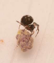 Mysmenidae