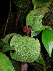 Miconia reflexa