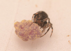 Mysmenidae