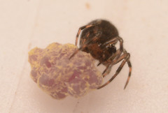 Mysmenidae