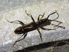 Neocompsa exclamationis