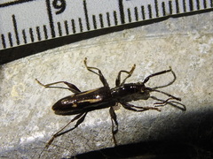 Neocompsa exclamationis