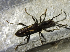 Neocompsa exclamationis