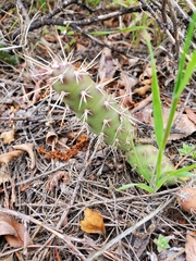 Cylindropuntieae
