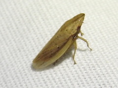 Prairiana