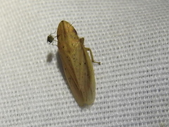 Prairiana