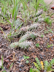 Cylindropuntieae