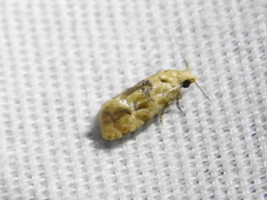 Spinipogon harmozones