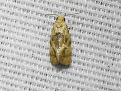 Spinipogon harmozones