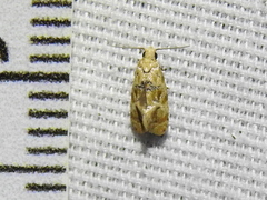 Spinipogon harmozones