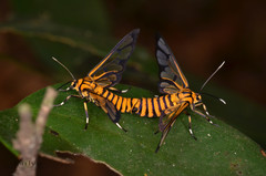 Amata grotei