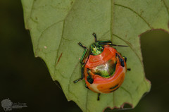 Poecilocoris latus