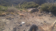 Eriodictyon crassifolium