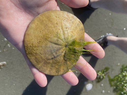 photo of Eccentric Sand Dollar (Dendraster excentricus)