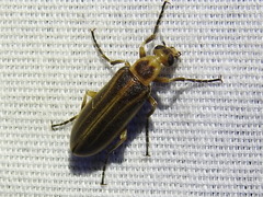 Pseudozonitis labialis
