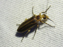 Pseudozonitis labialis