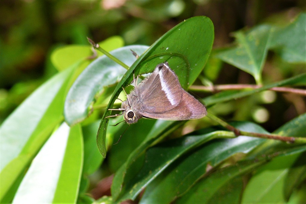 Common Banded Awl from Northern Division, Fiji on October 29, 2007 at ...