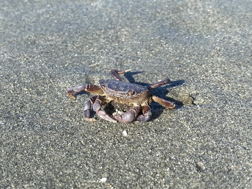 photo of Purple Shore Crab (Hemigrapsus nudus)