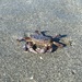 photo of Purple Shore Crab (Hemigrapsus nudus)