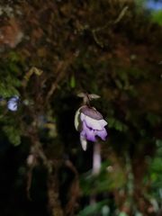 Utricularia jamesoniana