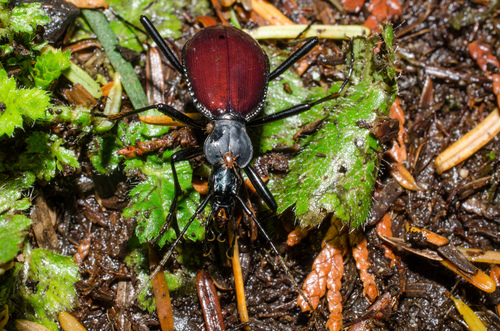 Narrow-collared Snail-eating Beetle