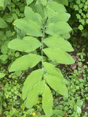Polygonatum pubescens