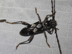 Elaphidion mimeticum