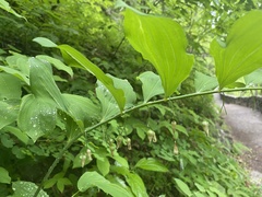 Polygonatum pubescens