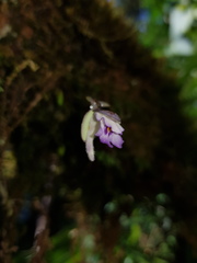 Utricularia jamesoniana