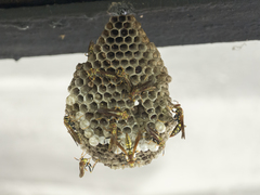 Polistes myersi