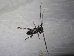 Elaphidion mimeticum