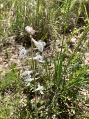 Delphinium carolinianum virescens