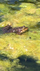 Rana pretiosa