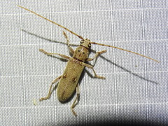 Eburia mutica