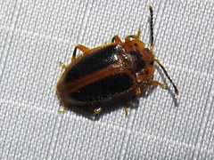 Epipocus cinctus