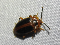 Epipocus cinctus
